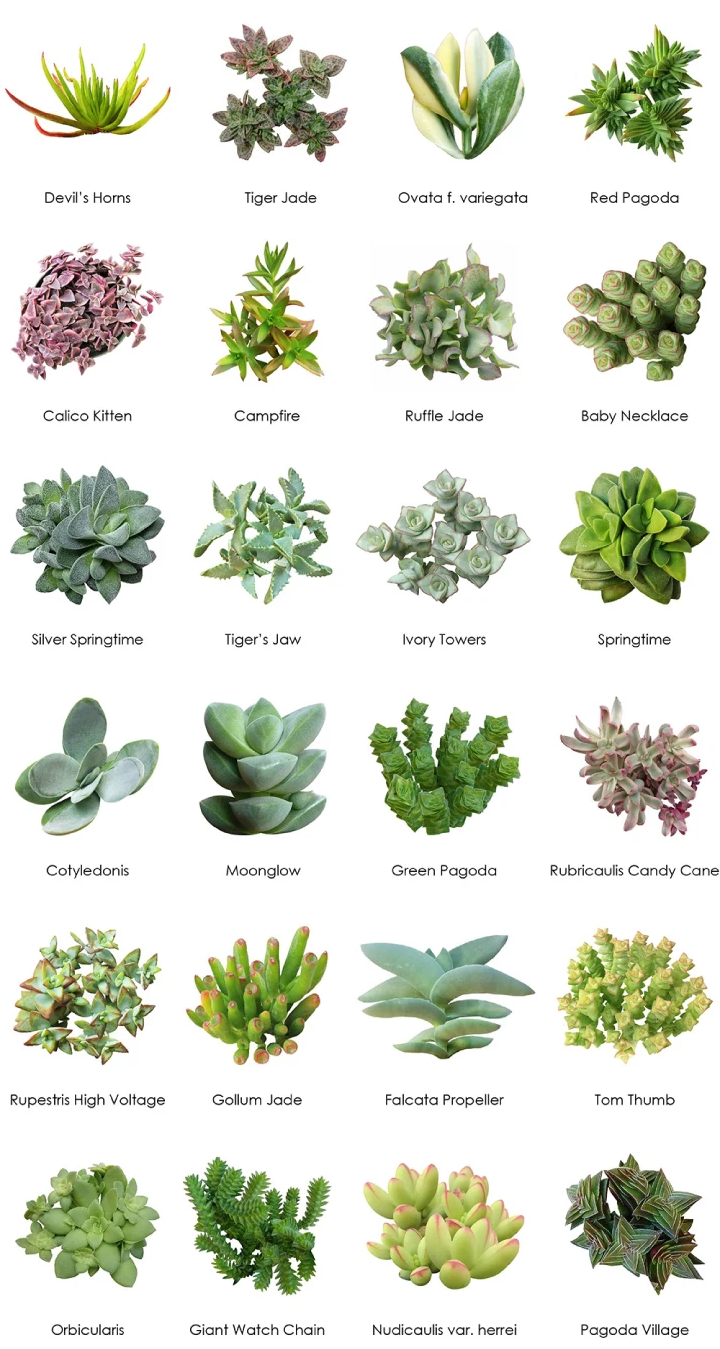 Are You Good At Click Over Here Now On Best Place To Buy Cactus Online? Here Is A Quick Quiz To Search Out Out